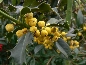 Ostrokrzew Meservy (Ilex meserveae) Golden Girl